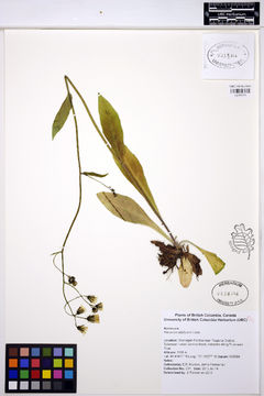 Image of white hawkweed