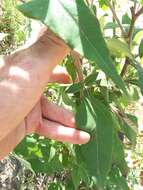 Image de Helianthus resinosus Small