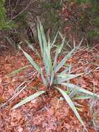 Image of twistleaf yucca