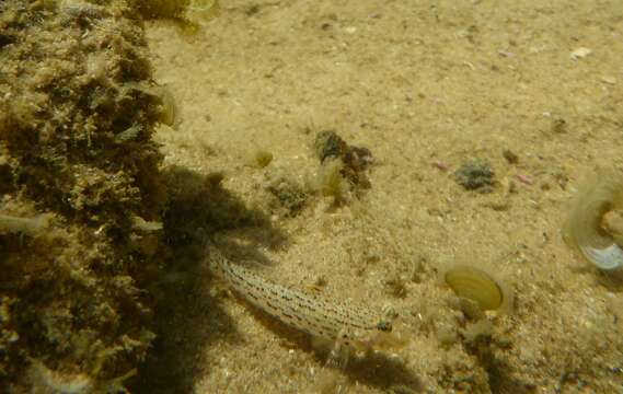 Image of Ornate goby