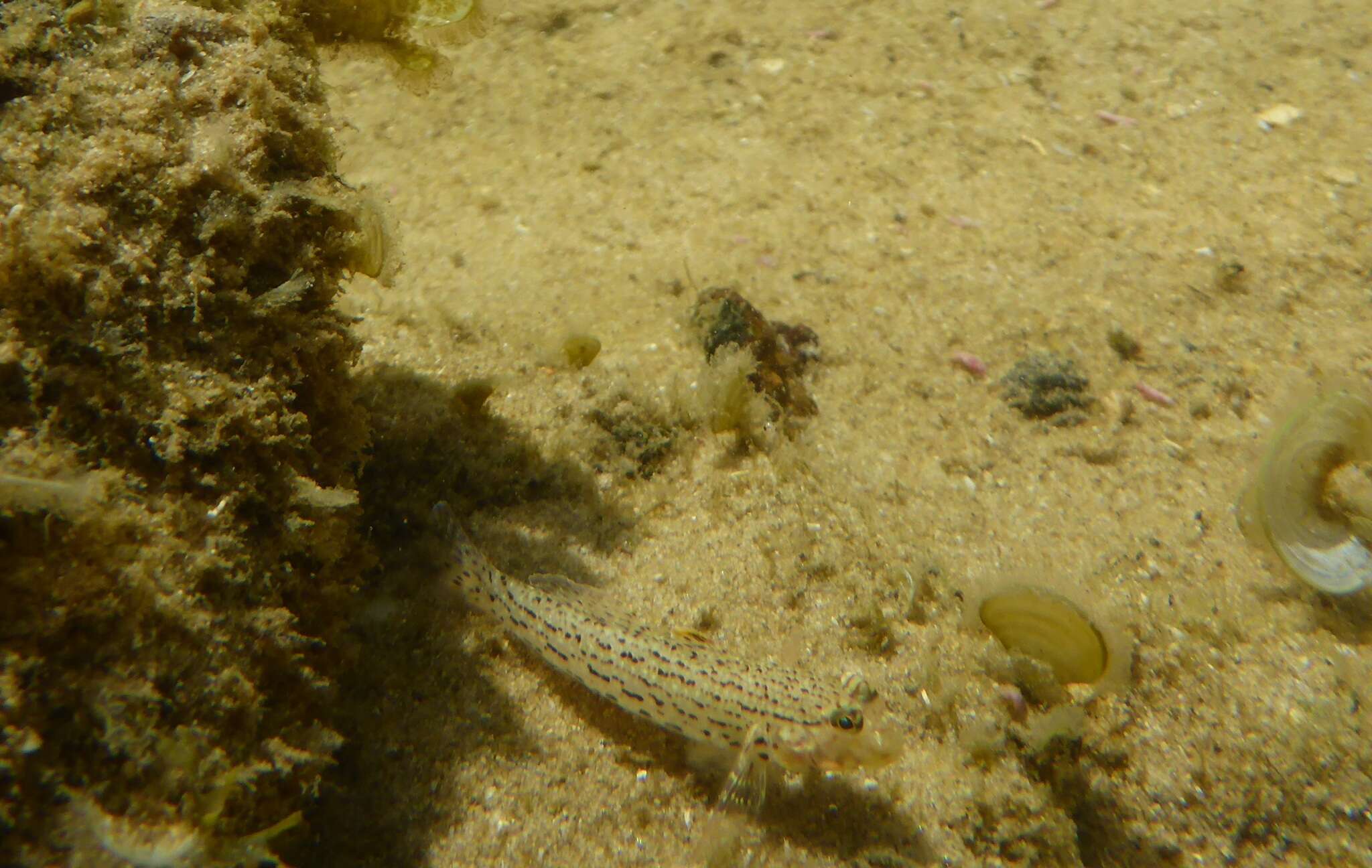 صورة Istigobius ornatus (Rüppell 1830)