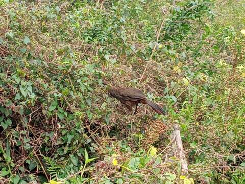 Image of Scaled Chachalaca