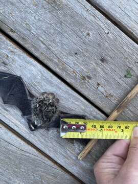 Image of Little Forest Bat