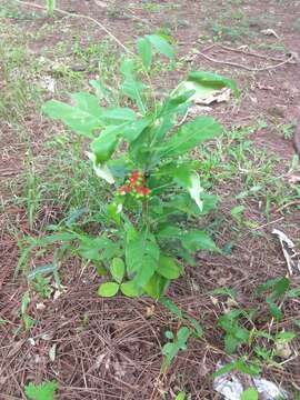 Image of Snakeroot