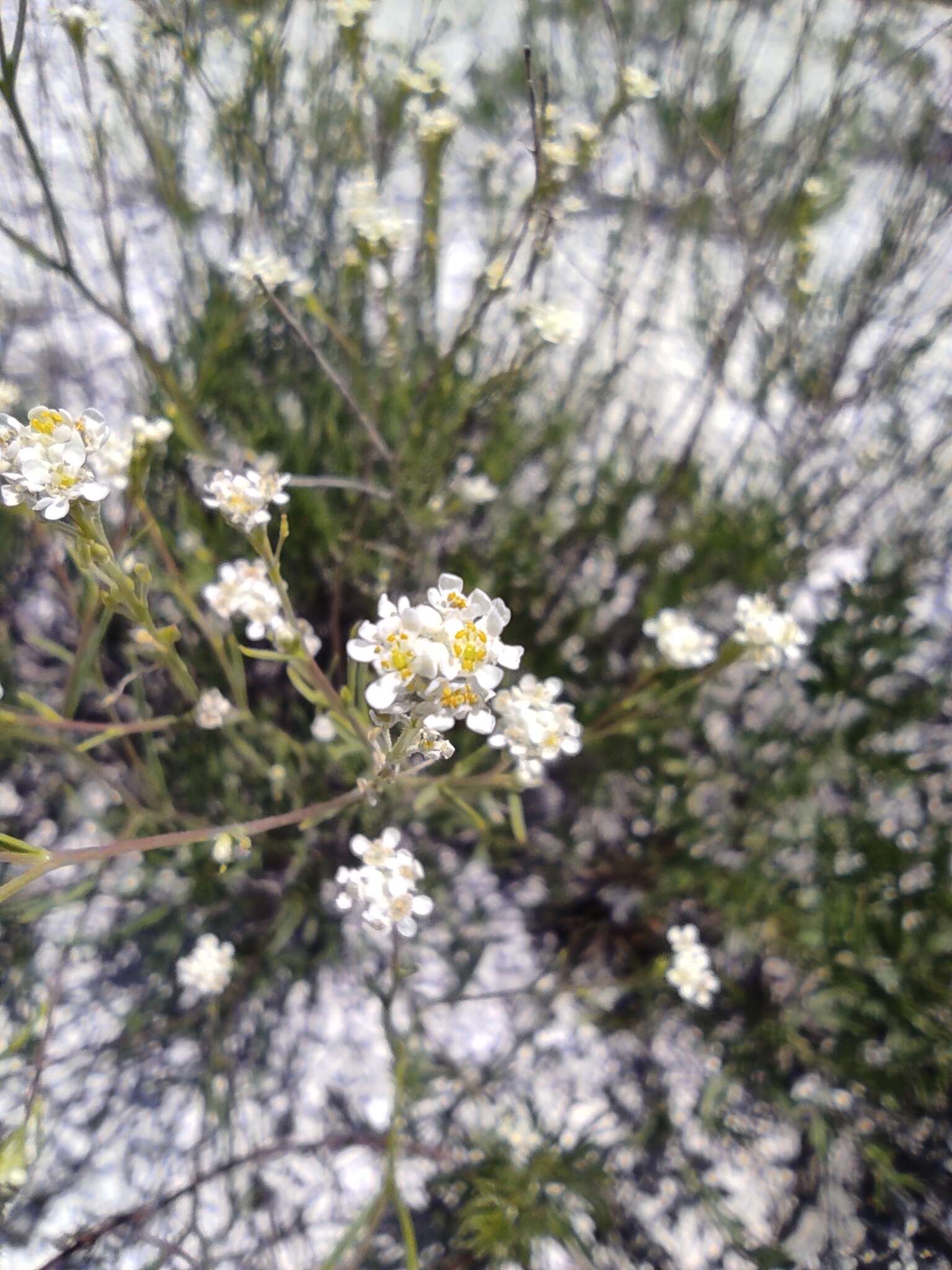 Image of Lepidium meyeri Claus