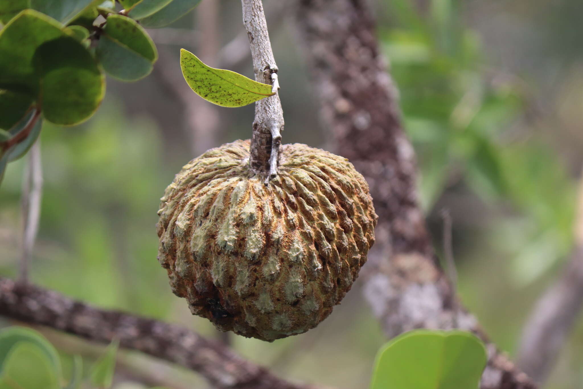 Image of Annona crassiflora Mart.