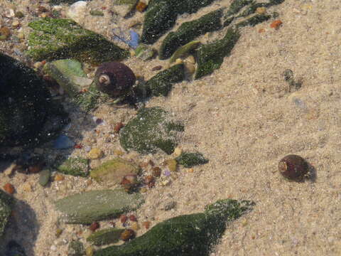 Image of woolly hermit crab