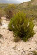 صورة Leucadendron teretifolium (Andrews) I. Williams