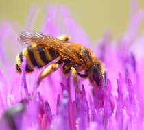 Image of Halictus scabiosae (Rossi 1790)