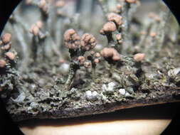 Image of cup lichen