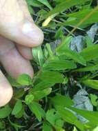 Image of Small sundrops