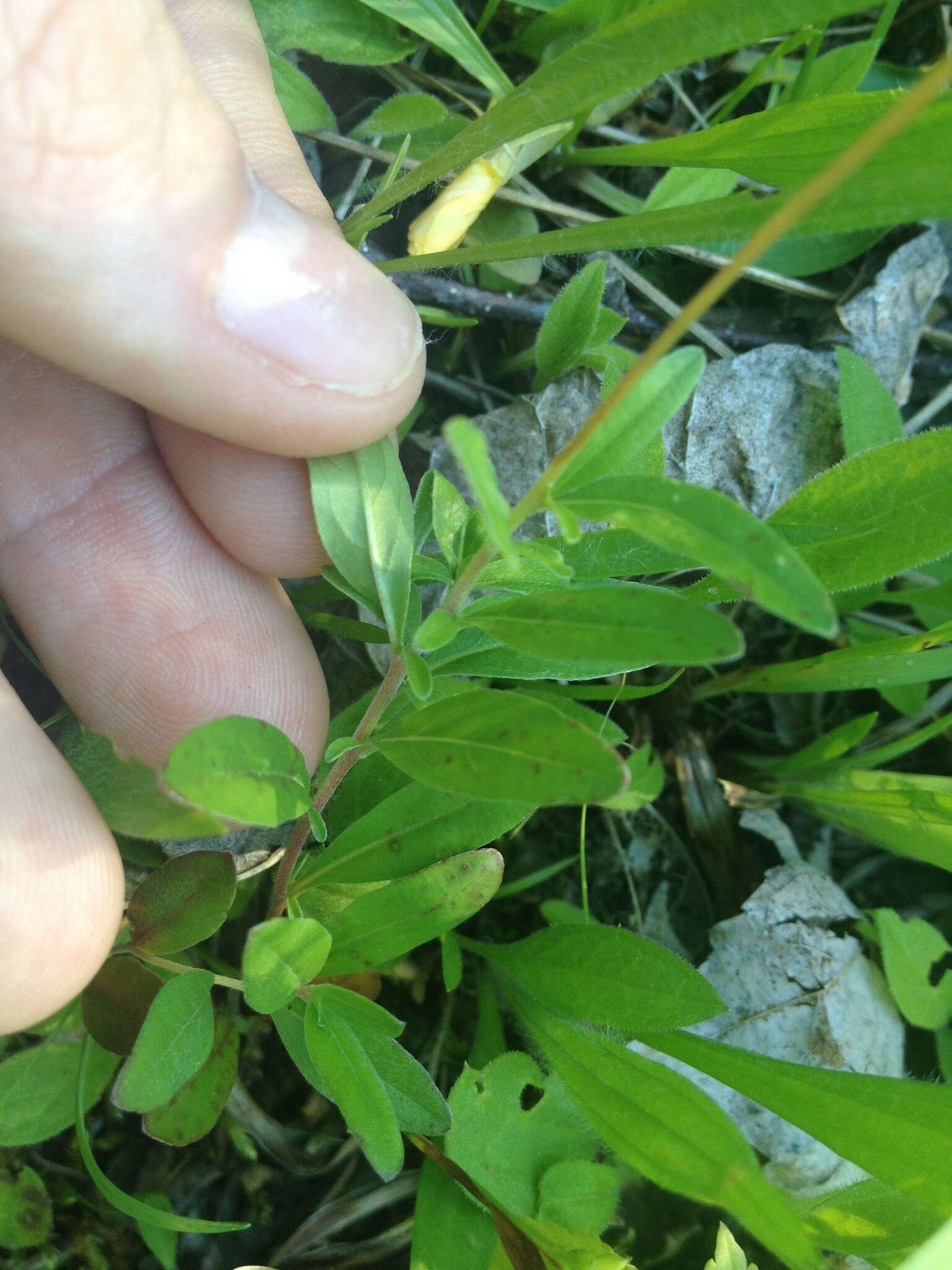 Imagem de Oenothera perennis L.