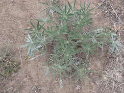 Слика од Lupinus argenteus var. argenteus