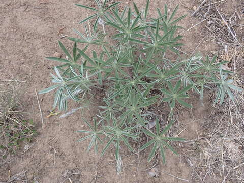 صورة Lupinus argenteus var. argenteus