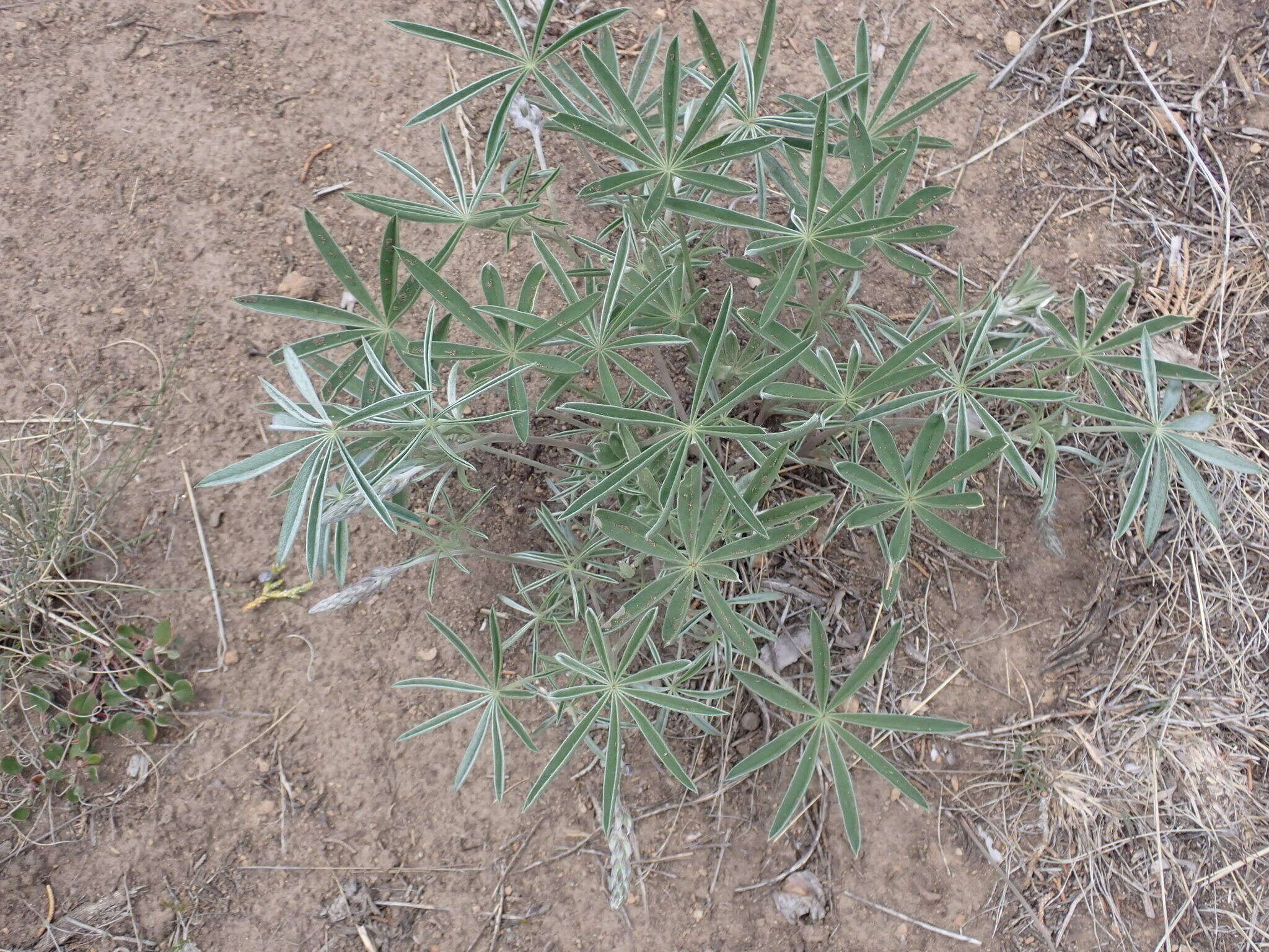 Imagem de Lupinus argenteus var. argenteus