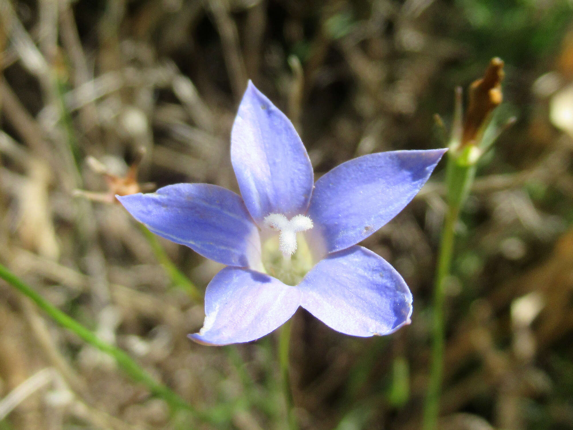 Imagem de Wahlenbergia luteola P. J. Sm.