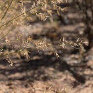 Image of Eragrostis xerophila Domin