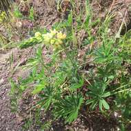 Image of whitewhorl lupine