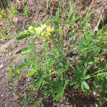 Imagem de Lupinus densiflorus Benth.