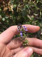 Imagem de <i>Coleus australis</i>