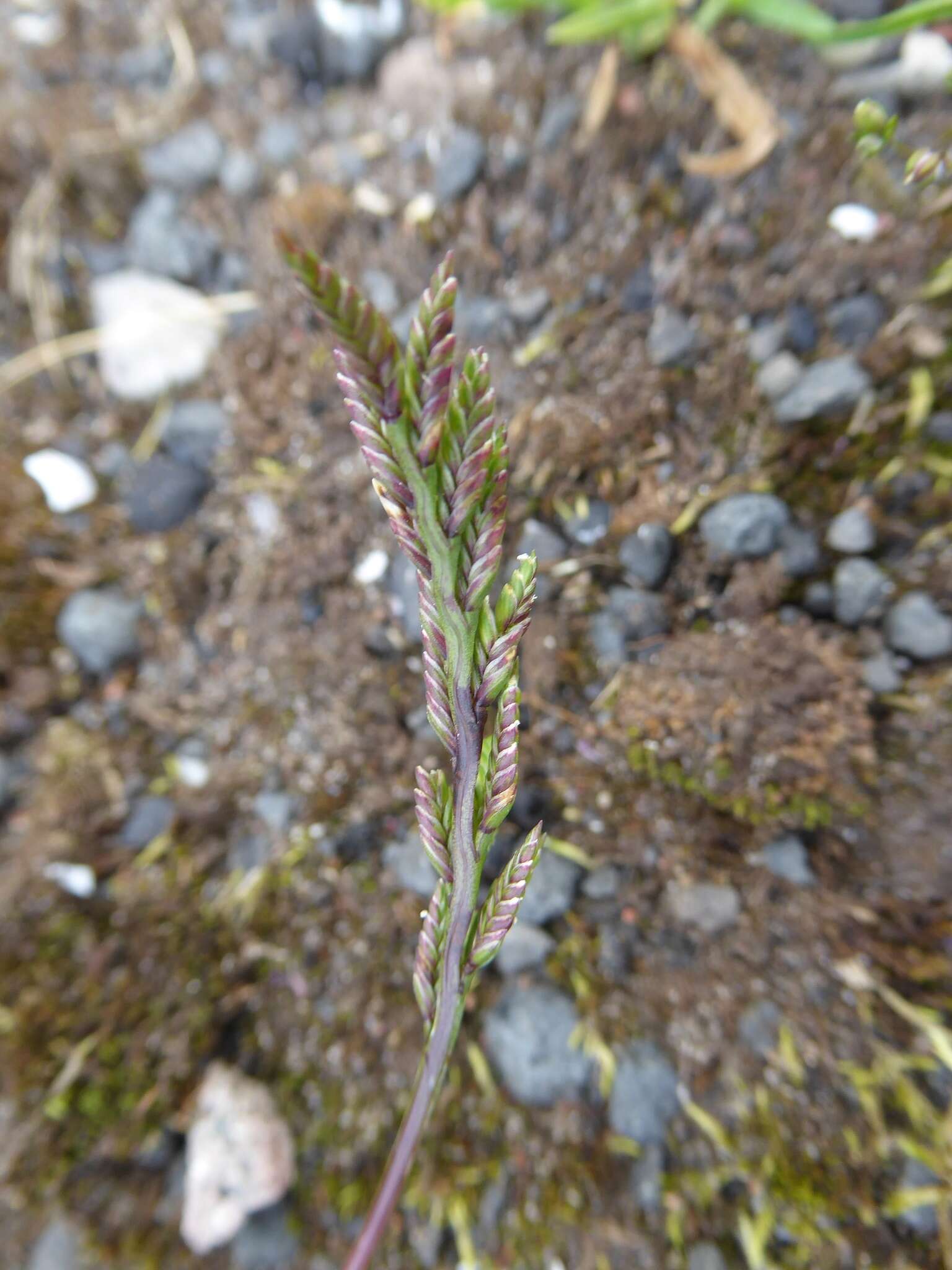 Слика од Catapodium marinum (L.) C. E. Hubb.