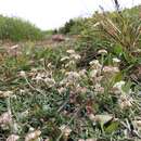 Image de Antennaria dioiciformis Kom.