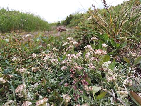 Antennaria dioiciformis Kom. resmi