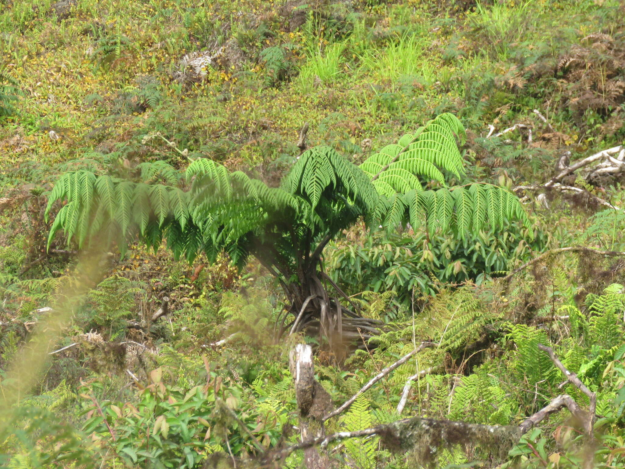 Image of Cyathea weatherbyana (C. V. Morton) C. V. Morton