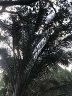 Image of Giant Palm