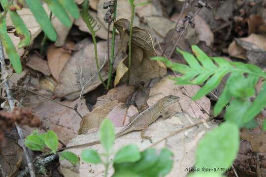 Image of Oaxacan Oak Anole