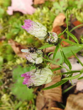 Image of blood milkwort