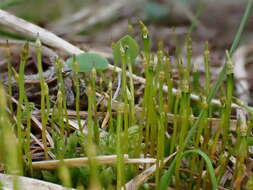 Image of serrate dung moss