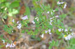 Image of lesser calamint