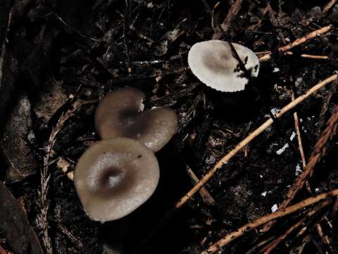 Image of Clitocybe brunneoceracea Cleland 1927