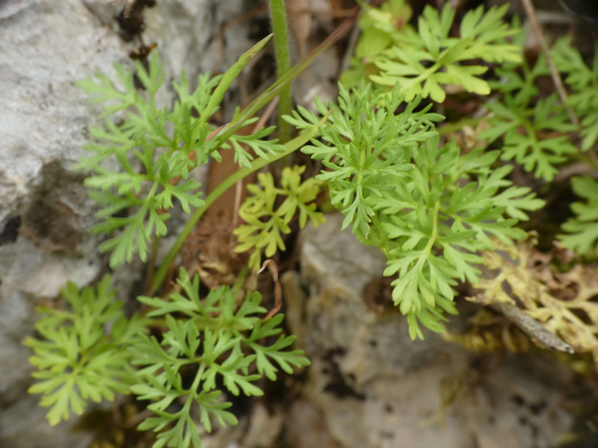 Image of Ranunculus millefoliatus Vahl