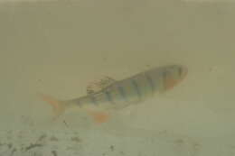 Image of Southern Barred Minnow