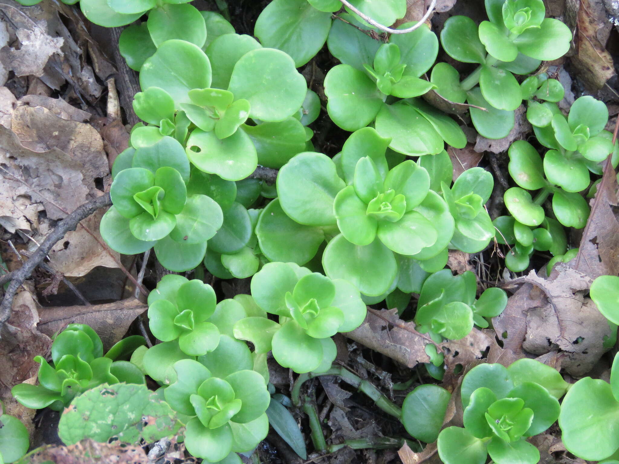 Image of Sedum rhodocarpum Rose