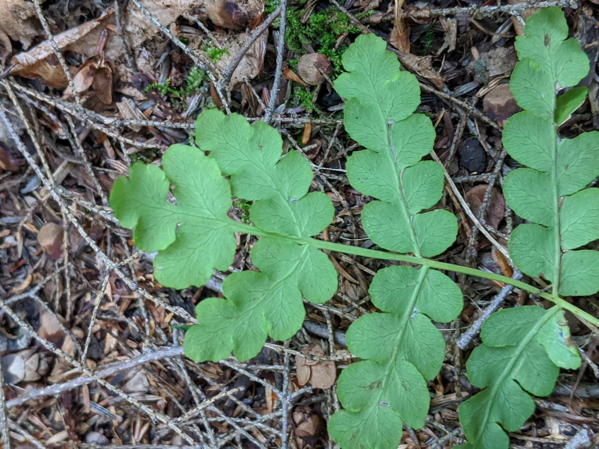 Claytosmunda claytoniana (L.) Metzgar & Rouhan resmi