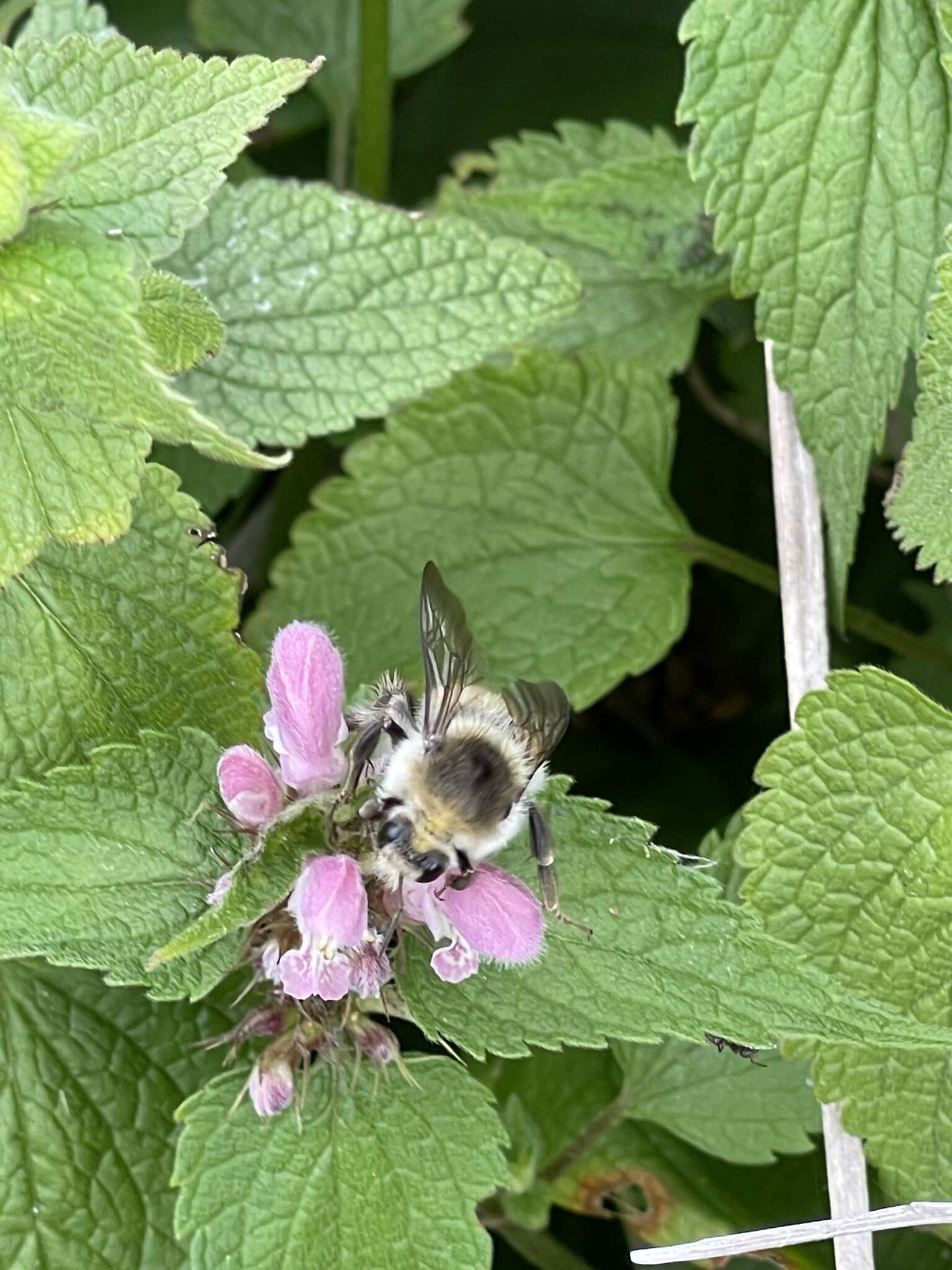 Imagem de Lamium album subsp. barbatum (Siebold & Zucc.) Mennema