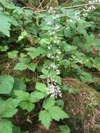 Image of Tiarella trifoliata var. trifoliata