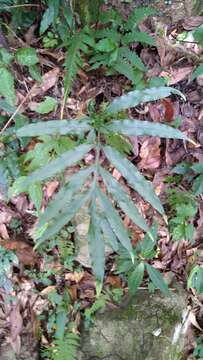 Image of Leptochilus ellipticus (Thunb.) Nooteboom