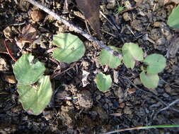 Imagem de Hydrocotyle jacksonii M. Hiroe