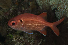 Image of Big Eye Soldierfish