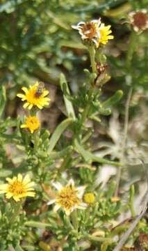 Image of Limbarda crithmoides subsp. longifolia (Arcang.) Greuter