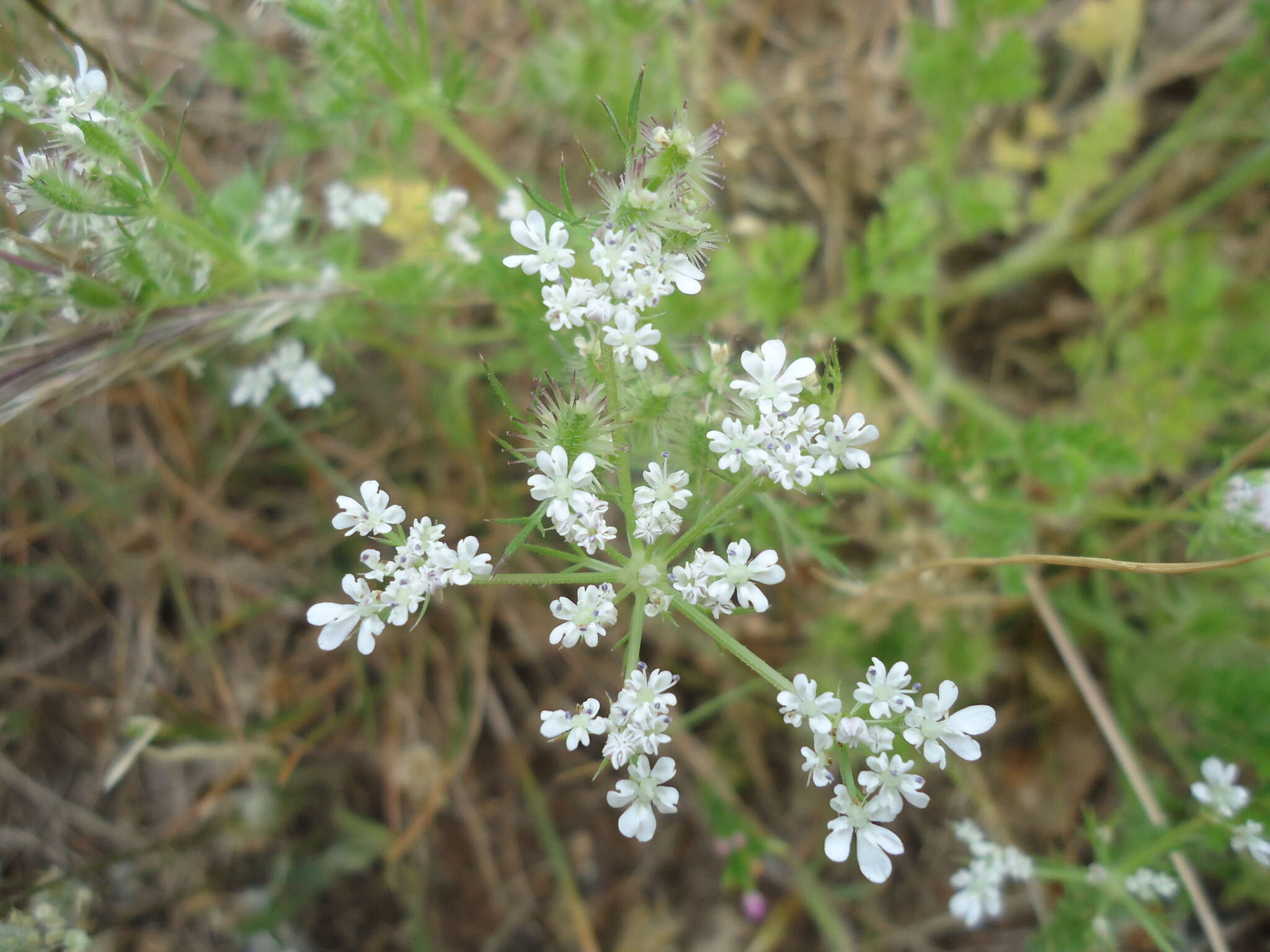 Слика од Daucus durieua Lange