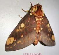 Image of Citheronia hamifera Rothschild 1907