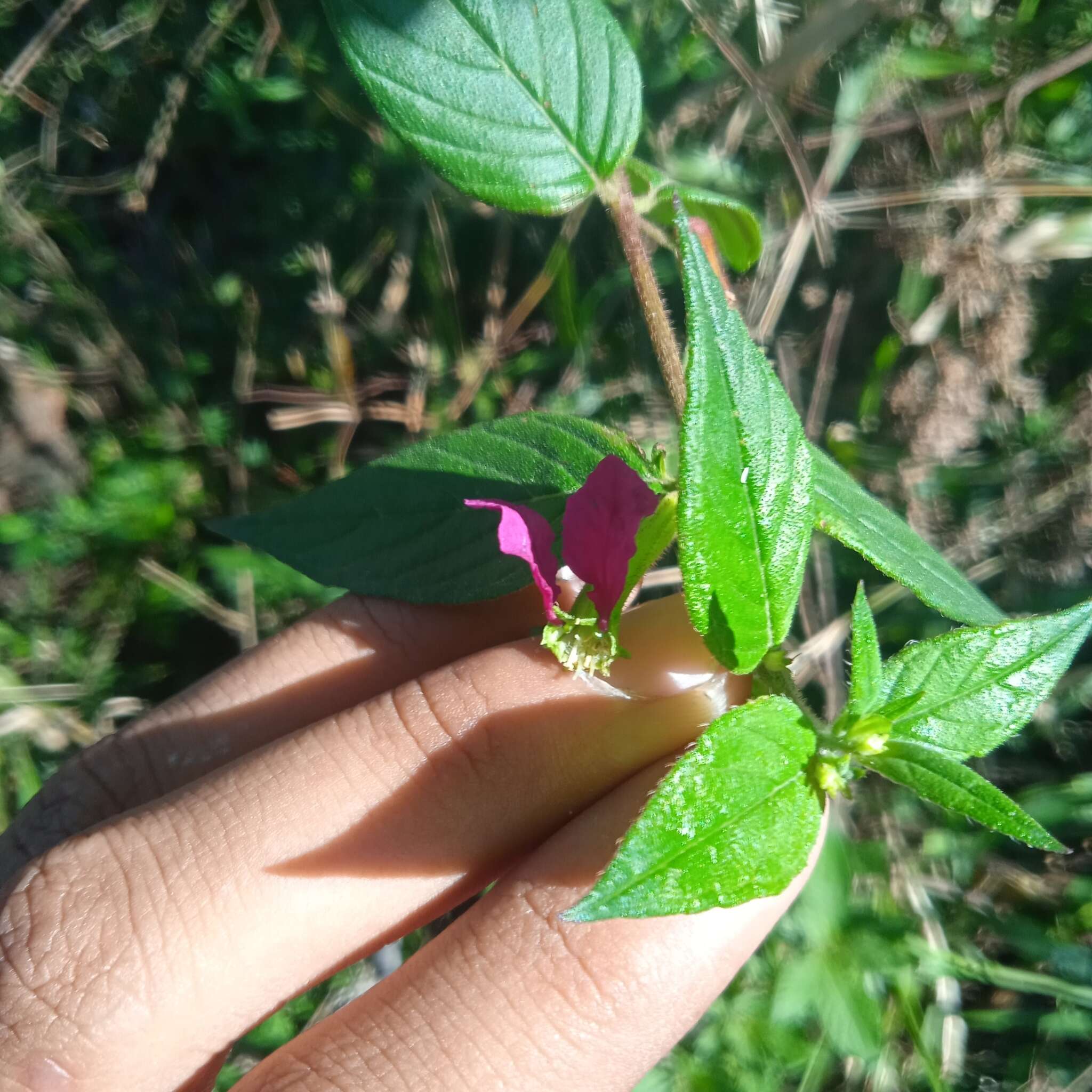 Imagem de Cuphea nitidula Kunth