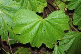 Image of Begonia hydrophylloides L. B. Sm. & B. G. Schub.