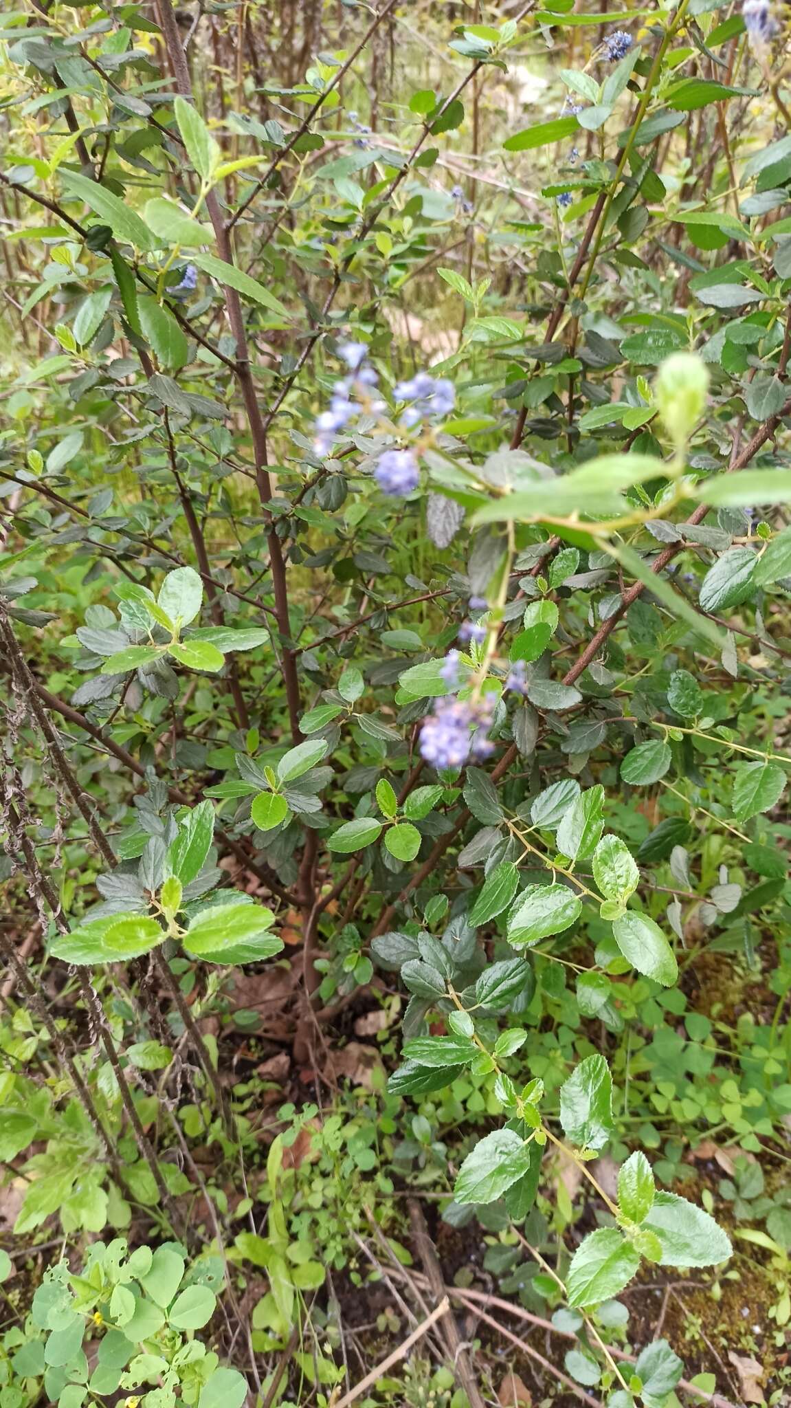 Image of woolyleaf ceanothus