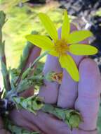 Image of Osteospermum corymbosum L.